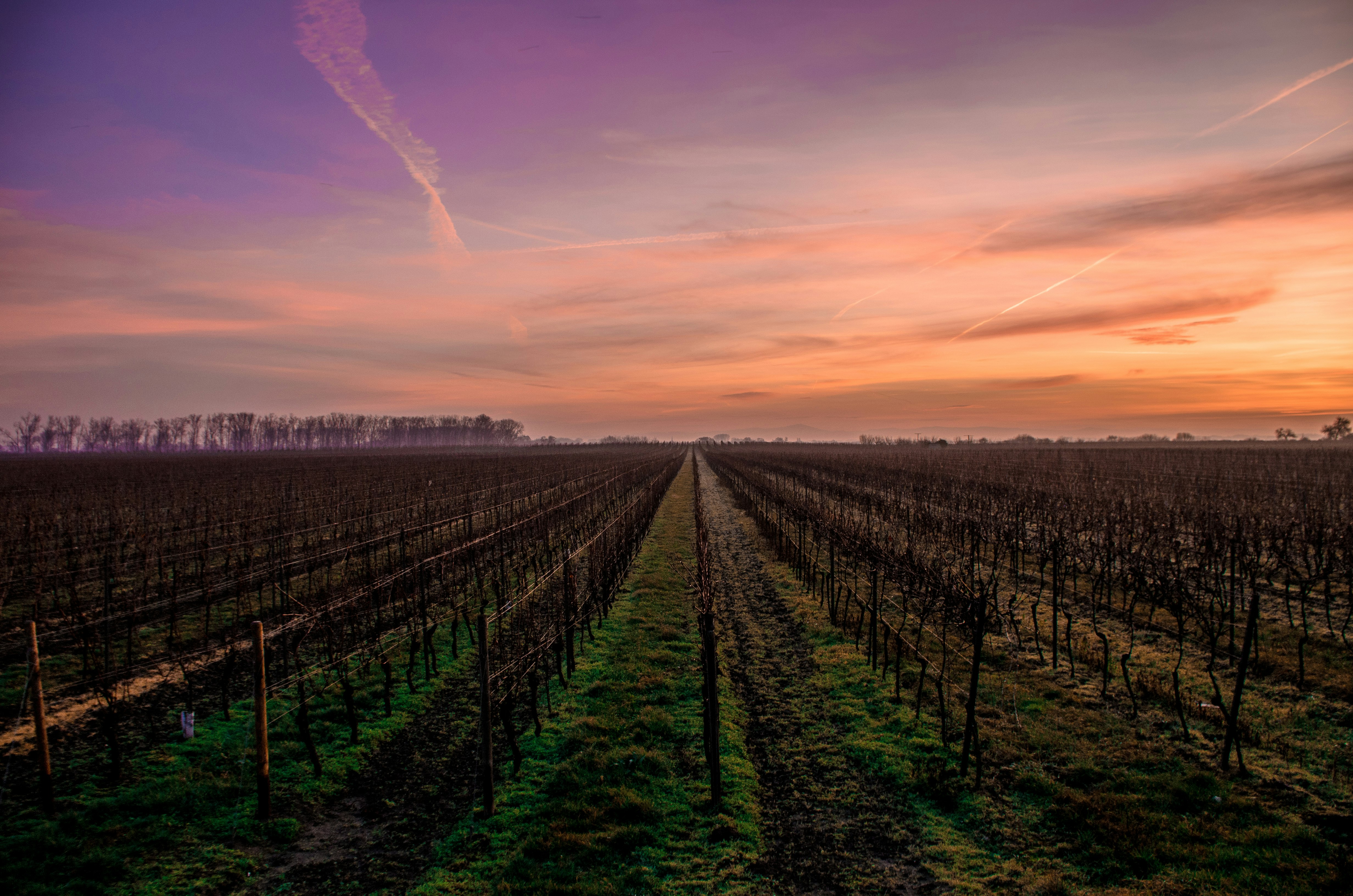 field during sunset